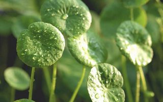 centella asiatica