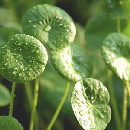 centella asiatica