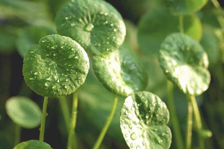 centella asiatica