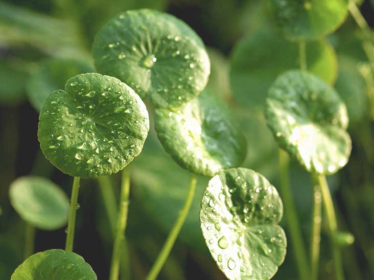 centella asiatica